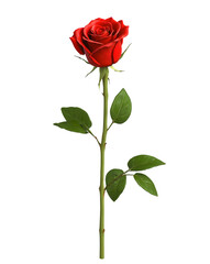  Red Rose on Long Stem with Green Leaves Isolated on Transparent Background