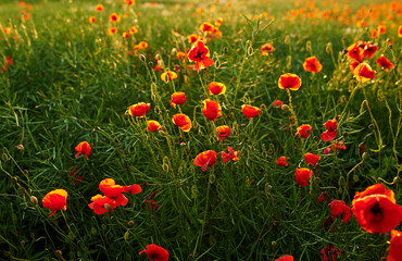 Botany, garden and wild poppies in springtime as blossom with bright, colorful and display in season. Morning, earth and wallpaper in field as flowers or plants for landscape as background or nature
