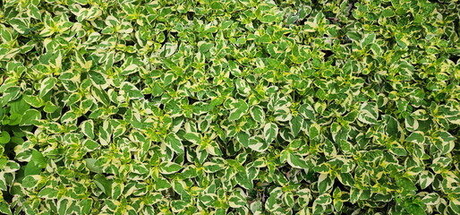 White spotted  on the green leaves of the Ganges Primrose. Asystasia gangetica (L.) T. Anders. A beautiful herbaceous plant and can be used a vegetable. Coromandel is edible flowers. Nature background