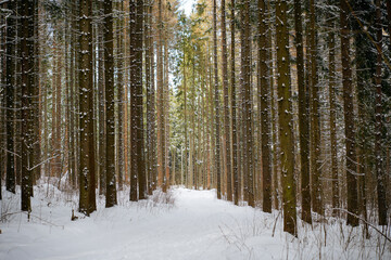 Fototapeta premium Winter landscape: wide path between pine trees in forest