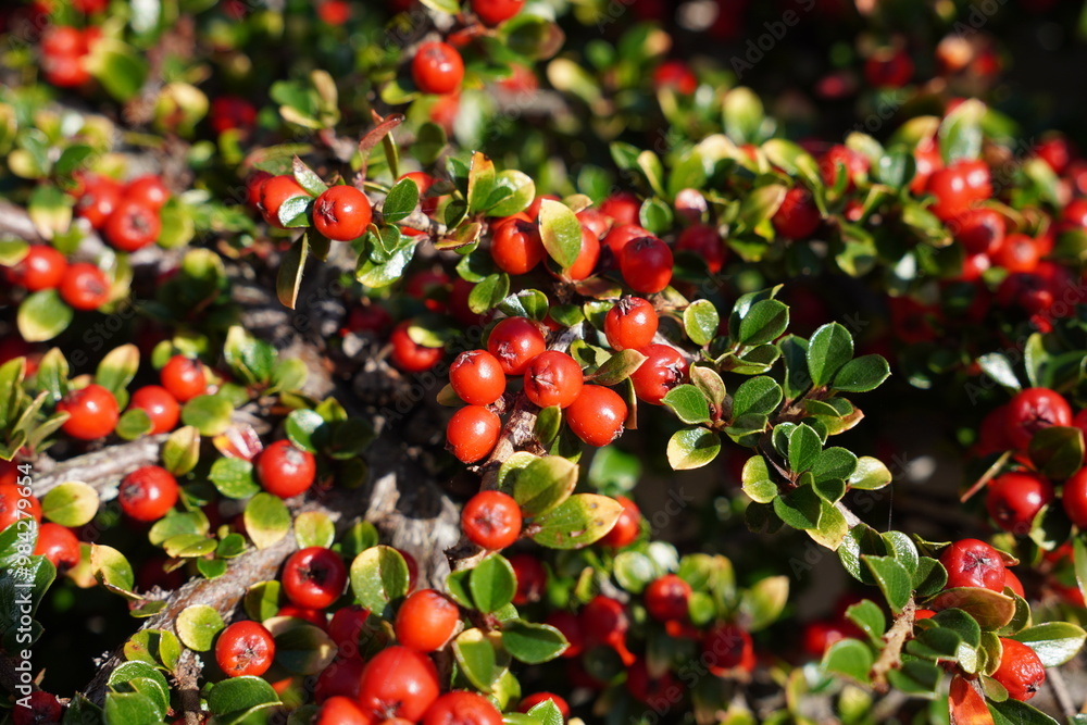 Wall mural autumn foliage. red berries and green leaves of garden bush during fall season. nature background