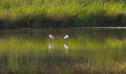 two spoonbills in shallow water, reflection of the grasses in the water, beautiful evening mood in the sunset, spoonbills in the evening sun, green reflection in the pond, reeds are reflected