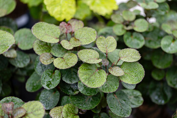 Polyscias fruticosa “Fabian”. Close up on the green leaves of this plant. It's native to India but is a popular houseplant worldwide.