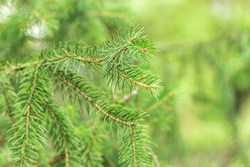 Beautiful pine branch with needles. Natural tree background.