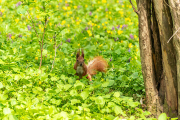 Little red squirrel in the grass in the park.