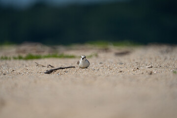 A longbilled plover is playing on the sandy beach.