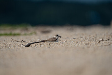 A longbilled plover is playing on the sandy beach.