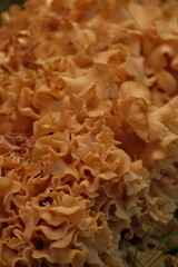 Wild Cauliflower Fungus mushroom