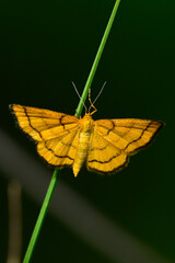 Goldgelber Magerrasen-Zwergspanner // Golden-yellow Wave (Idaea aureolaria) - Montenegro