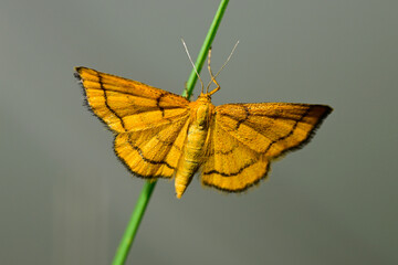 Golden-yellow Wave // Goldgelber Magerrasen-Zwergspanner  (Idaea aureolaria) - Montenegro