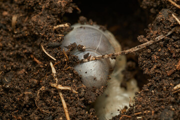 a giant larva in the ground