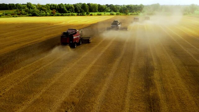 Harvesting crops in a rural field with multiple combines during golden hour