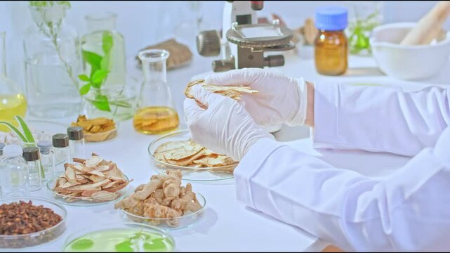 A scientist breaks a piece of dried angelica in half for observation. Bright modern laboratory scene video template for oriental medicine experiment with rich equipment and materials.