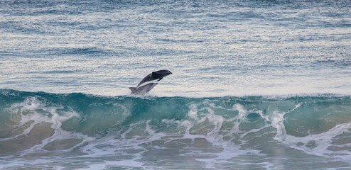 Fototapeta premium Common bottle-nosed dolphins (tursiops truncatus) surfing in waves near Esperance Western Australia.