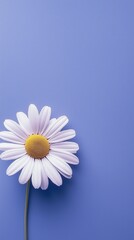 Obraz premium Daisy white beauty blooming single flower with story portrait background