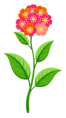 Colorful Lantana Flowers Illustration - Cluster of Pink, Yellow, and Orange Blooms with Lush Green Leaves, Ideal for Garden and Nature Themes, Lantana Vector Illustration, Lantana Illustration