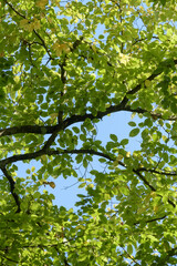 Fototapeta premium Green leaves and foliage on a tree in a forest, backlit on a sunny day