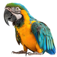 Colorful parrot sitting isolated on transparent background cutout PNG