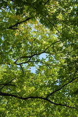 Green leaves and foliage on a tree in a forest, backlit on a sunny day