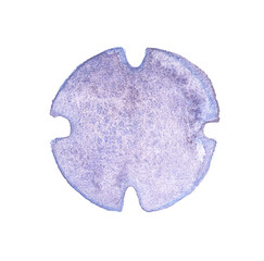 X letter. Delicate watercolor sand dollar on white background: purple and blue tones in marine art.