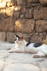 A stray cat resting in the shade.
