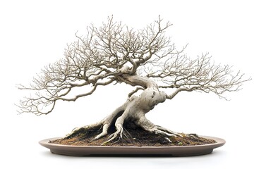 Fototapeta premium tree isolated on white