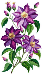Stunning Clematis Flower Illustration - Rich Purple Blooms with Intricate Details and Lush Green Leaves, Ideal for Spring and Nature Themes, Clematis Vector Illustration,  Clematis Illustration Vector