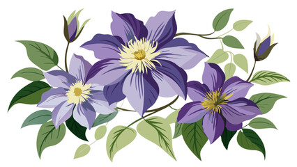 Stunning Clematis Flower Illustration - Rich Purple Blooms with Intricate Details and Lush Green Leaves, Ideal for Spring and Nature Themes, Clematis Vector Illustration,  Clematis Illustration Vector