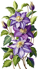 Stunning Clematis Flower Illustration - Rich Purple Blooms with Intricate Details and Lush Green Leaves, Ideal for Spring and Nature Themes, Clematis Vector Illustration,  Clematis Illustration Vector