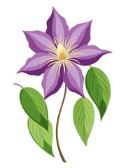 Stunning Clematis Flower Illustration - Rich Purple Blooms with Intricate Details and Lush Green Leaves, Ideal for Spring and Nature Themes, Clematis Vector Illustration,  Clematis Illustration Vector