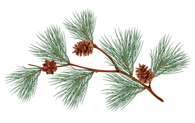 Realistic pine tree branch with brown cones, green pine needles, and detailed texture, perfect for nature and holiday-themed designs. Vector illustration.