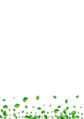 Green_Leaves_white_background_1254.eps