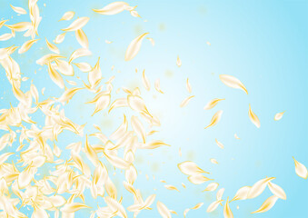 yellow_petals_blue_background_66.eps