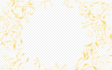 Yellow_petals_transparent_background_303.eps
