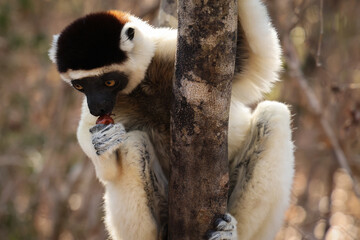 Lemure del Madagascar 