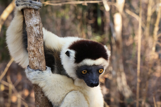 Lemure del Madagascar 