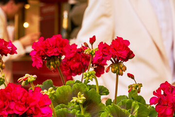 Beautiful street flowers near the cafe. Soft focus.