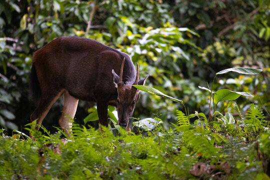 A sanbar deer grazes peacefully in a lush, green forest, surrounded by ferns and dense foliage, showcasing the beauty of wildlife in its natural habitat.