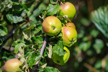 Apples on the tree