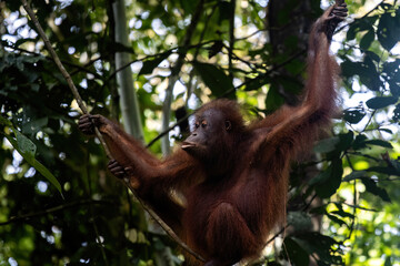 An orangutan swings gracefully from a tree branch in a lush green rainforest, showcasing its playful nature and remarkable agility.

