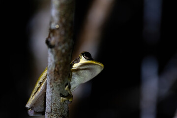 A frog peeks out from behind a tree branch, showcasing its unique colors and texture in a dimly lit...