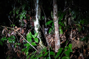 A nocturnal civet creature partially hidden among dense foliage, illuminated by light in a dark...