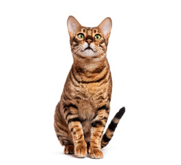 Curious toyger cat sitting and looking up isolated on white background