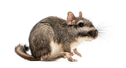 Obraz premium Plains viscacha Lagostomus maximus, looking at the camera, isolated on white