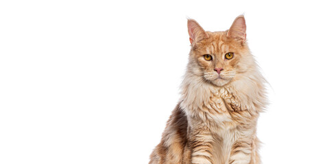 Fototapeta premium Head shot of Silver red Maine Coon sitting and looking forward, isolated on white