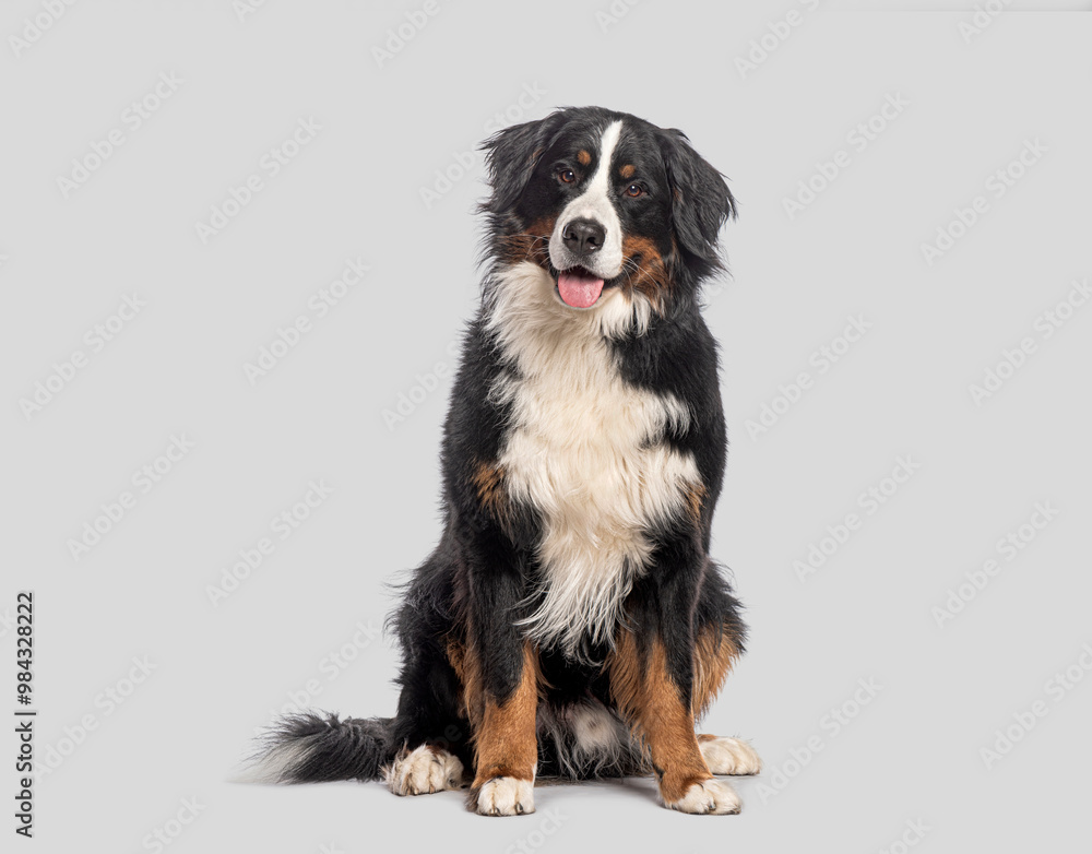 Poster happy bernese mountain dog sitting on a grey background and looking at the camera with its tongue ou