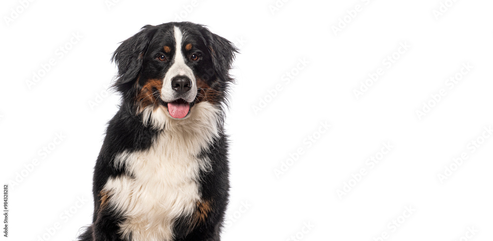 Poster head shot of happy bernese mountain dog on a white background and looking at the camera with its ton