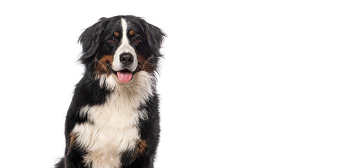Head shot of Happy Bernese mountain dog on a white background and looking at the camera with its...