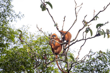 Two Red Leaf monkeys are seen perched on branches in a tree, surrounded by greenery, showcasing their natural habitat and playful behavior.

