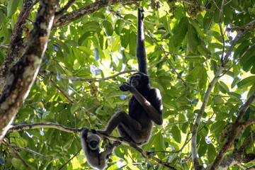 A monkey Gibbon hangs from a tree branch, surrounded by vibrant green leaves, showcasing its natural habitat in the wild.
